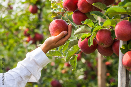 Set of apples on Lake Constance Germany

