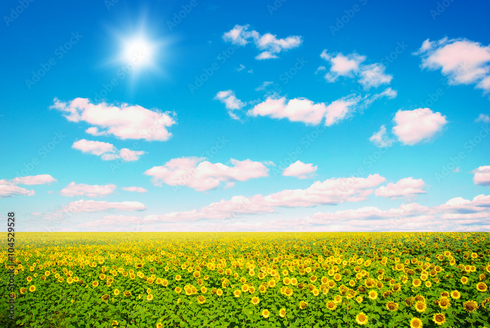 Fototapeta premium field of sunflowers and blue sun sky