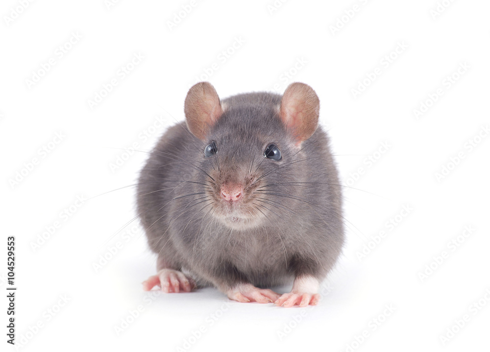 rat rat