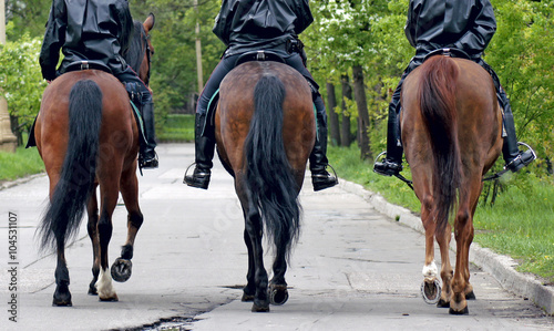 three horses with equestrians in a police form, the rear view