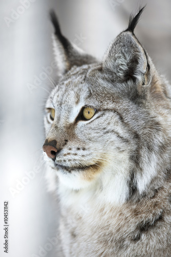 Close-up portrait of a lynx in the winter forest