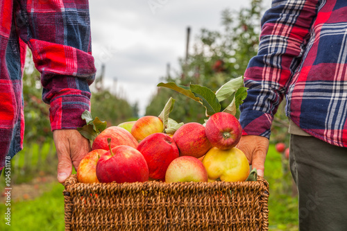 Set of apples on Lake Constance Germany
