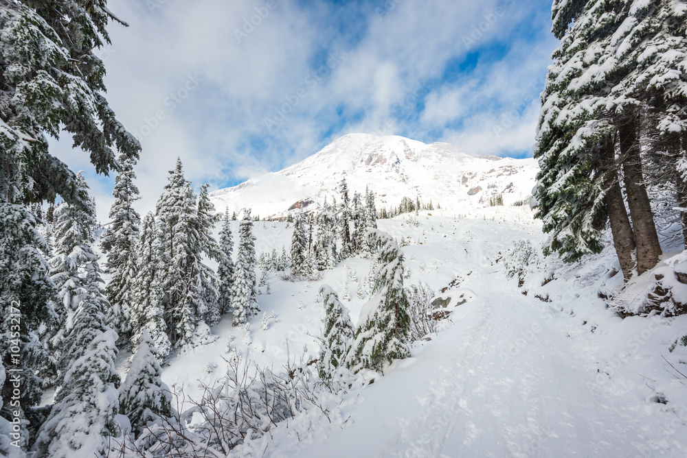 a path cover with snow in paradise area,scenic view of mt Rainier National park,Washington,usa.
