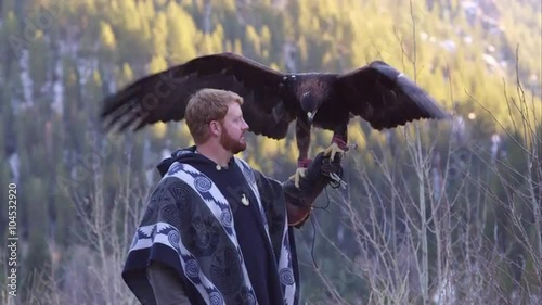 Golden eagle perched on falconer's glove.