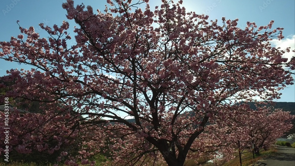 桜並木を歩く 桜並木を歩く