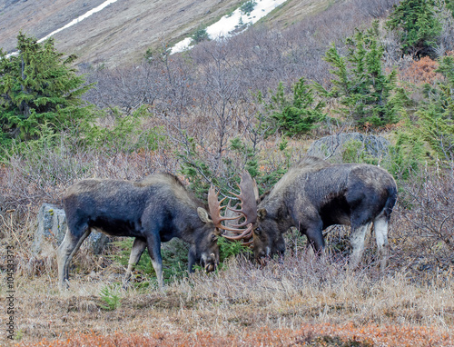 Wall Mural Bull moose rut