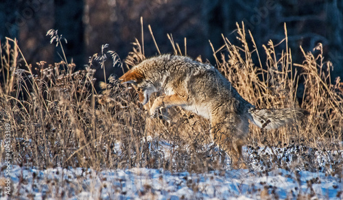 Coyote hunting