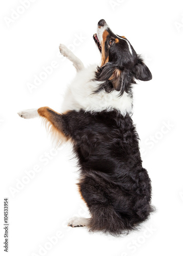 Fényképezés Excited Large Dog Raising Paws Facing Back