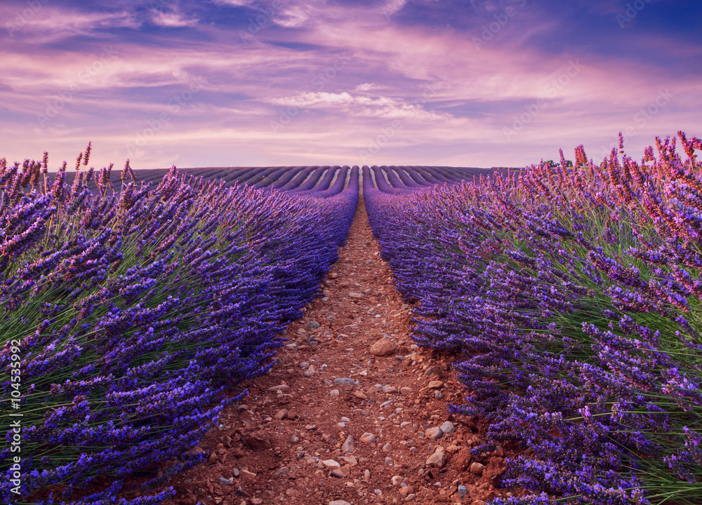 Fototapeta premium Piękne kolory fioletowe pola lawendy w pobliżu Valensole