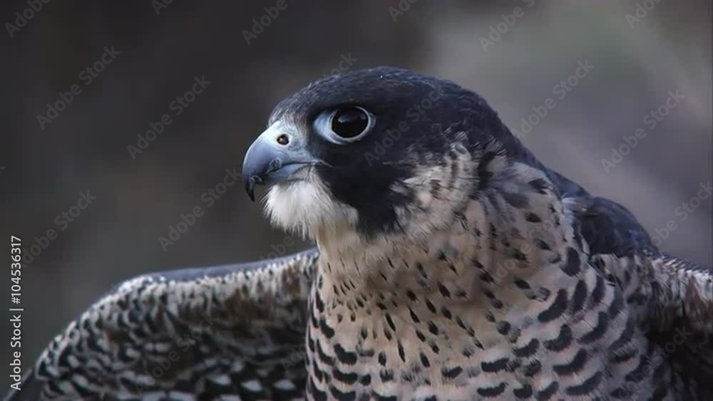 Tilting up shot of peregrine falcon. Tilting up shot of peregrine falcon.