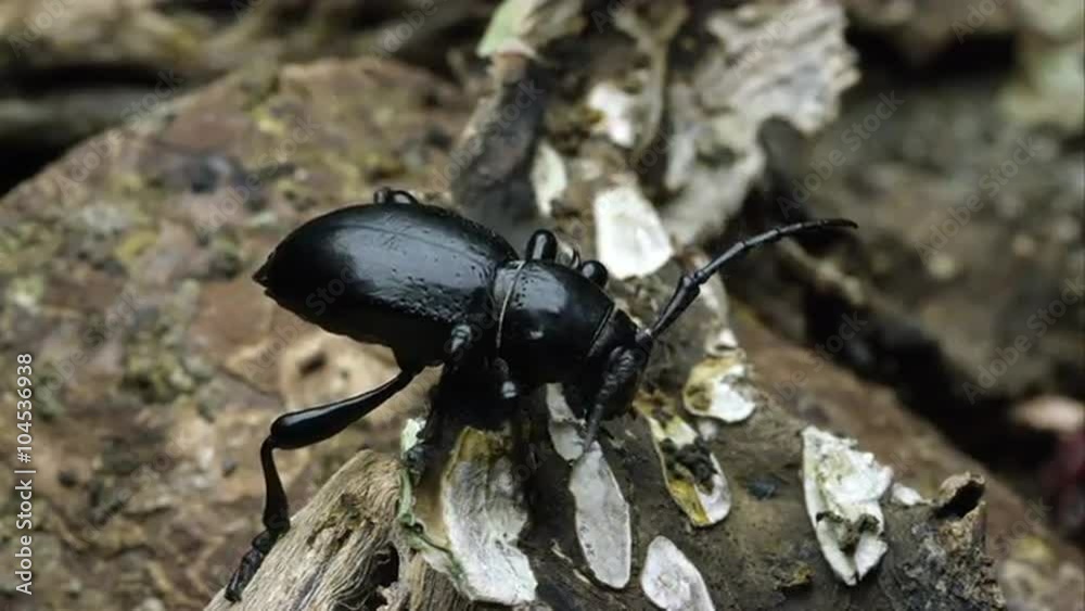 A cactus longhorn beetle crawling over a piece of bark. A cactus longhorn beetle crawling over a piece of bark.
