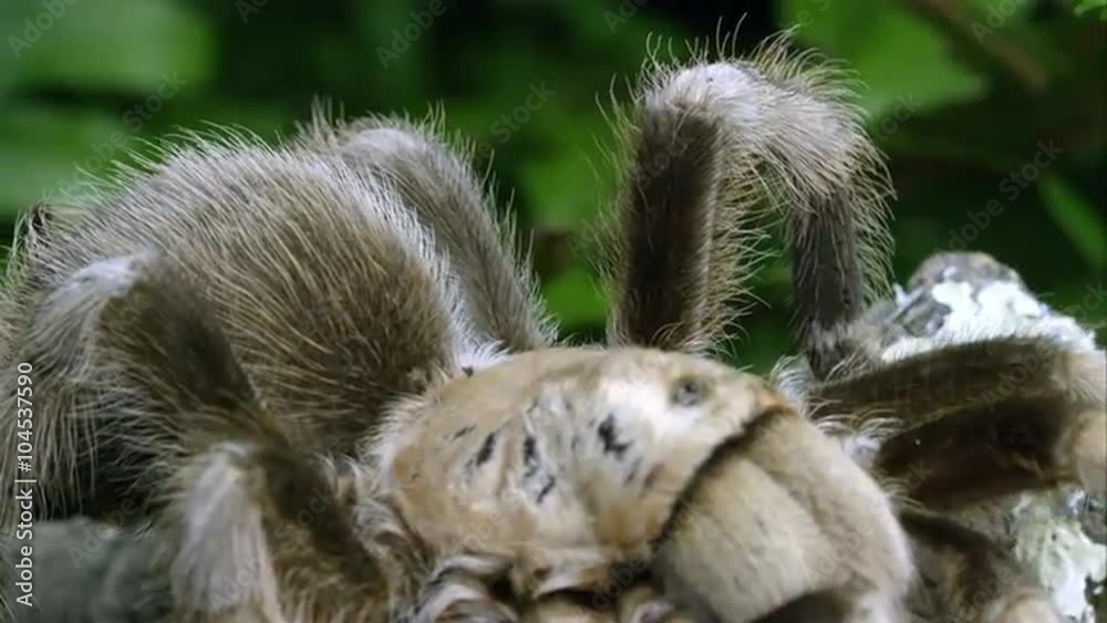 Extreme close up of an Arizona Blond Tarantula crawling on some tree bark. Extreme close up of an Arizona Blond Tarantula crawling on some tree bark.