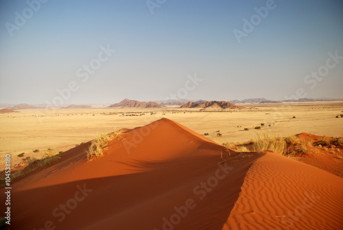 Yellow grass land in Namibia and sand dune
