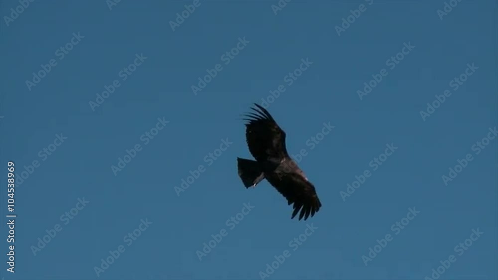 A condor soars over Grand Canyon National park. A condor soars over Grand Canyon National park.