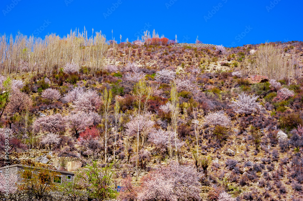 beautiful Landscape of mountain peak in Autumn season. Northern Area of Pakistan beautiful Landscape of mountain peak in Autumn season. Northern Area of Pakistan