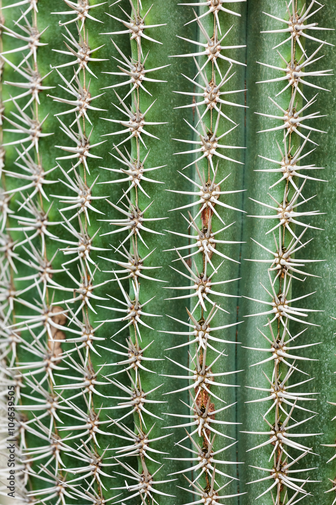 Cactus spikes closeup
