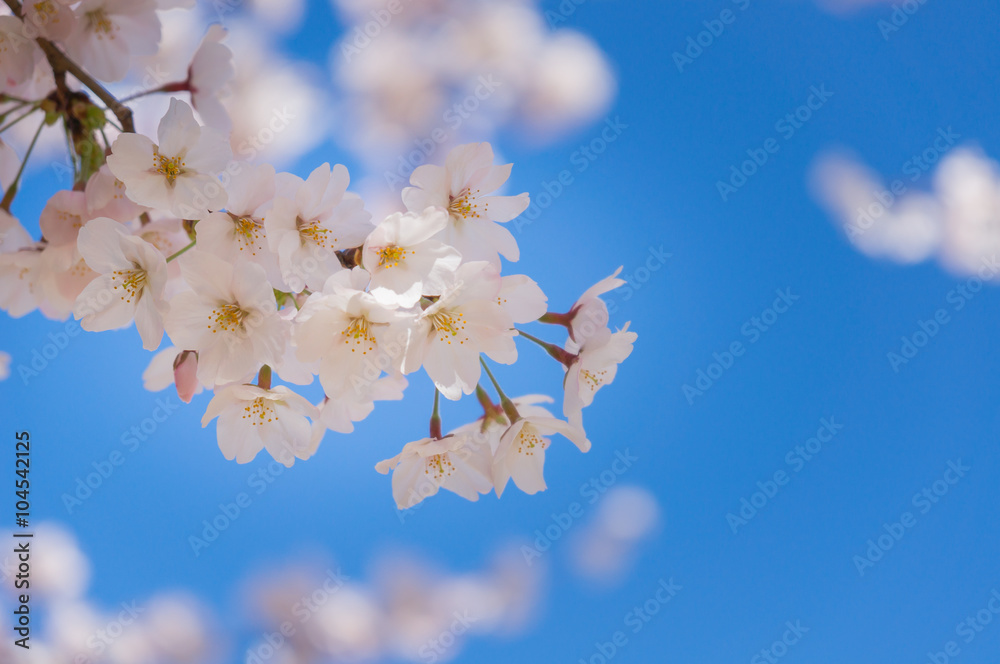 Fototapeta premium Cherry blossoms sakura