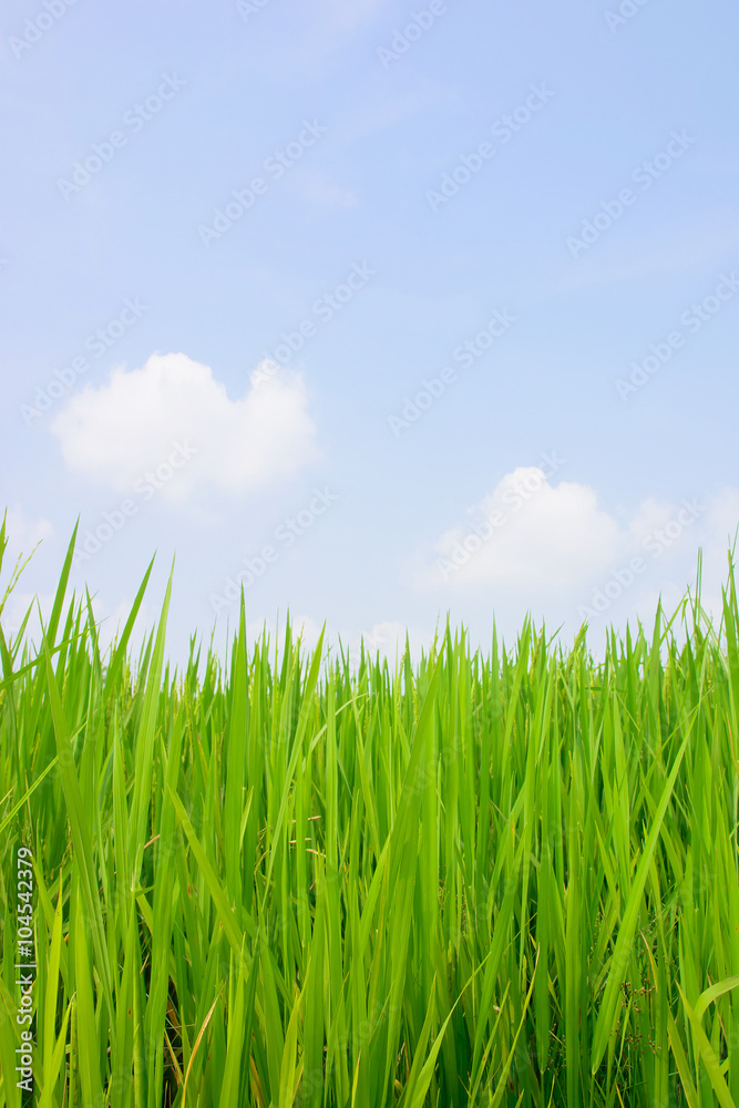 Closeup of green rice field on white background Closeup of green rice field on white background