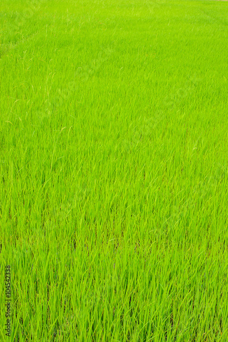 Rice plants in field. Agricultural concept.