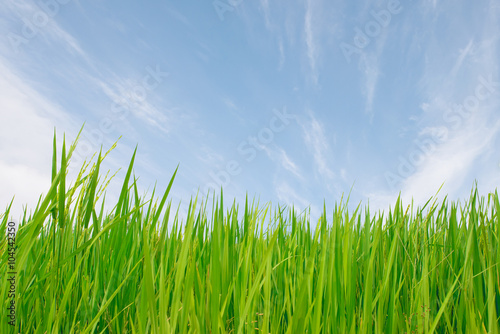 Closeup of green rice field on white background