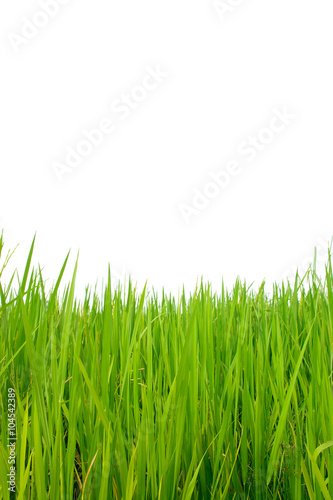 Closeup of green rice field on white background
