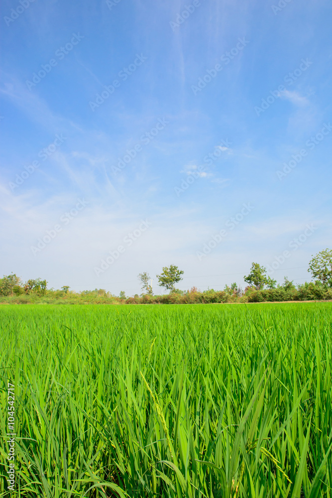 Green rice field with blue sky background in countryside. Green rice field with blue sky background in countryside.