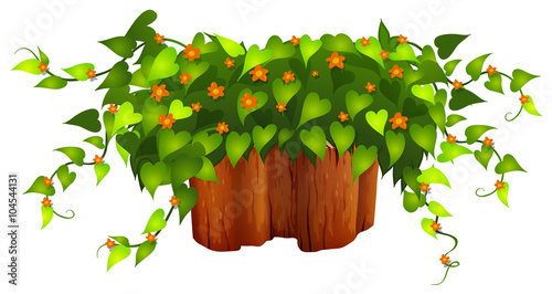 Flowers and plant on the log