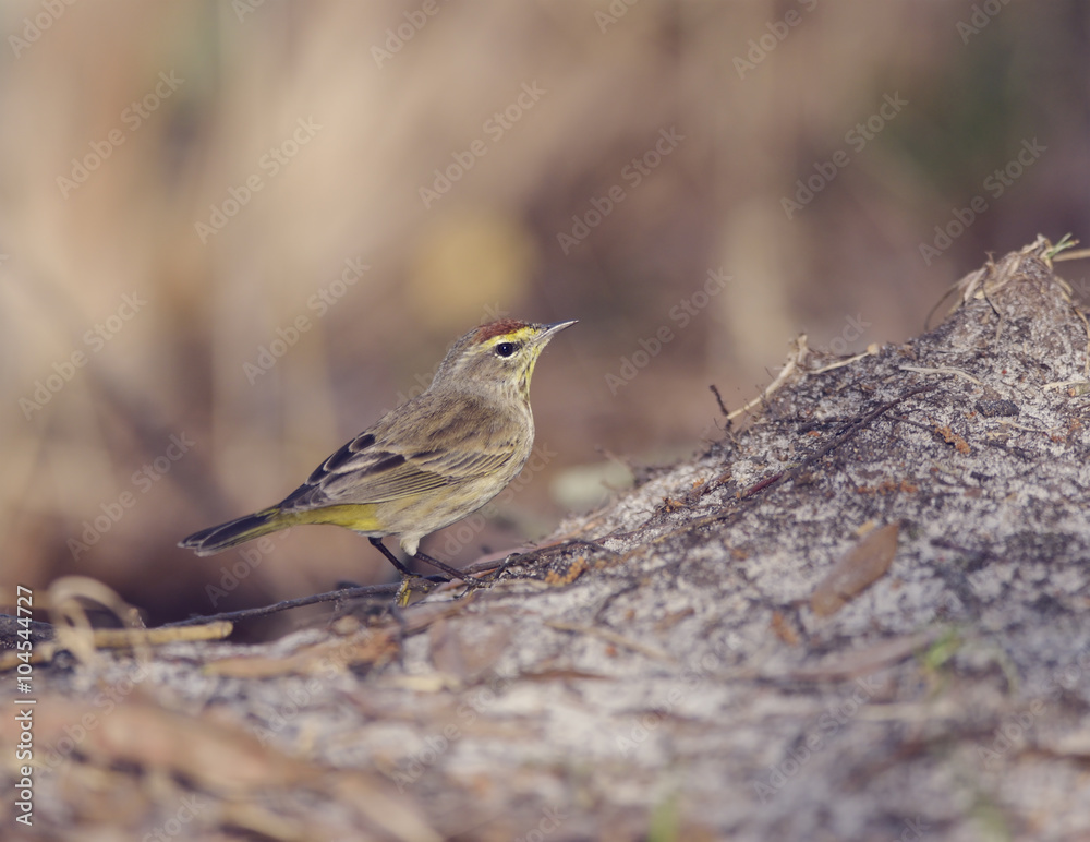 Fototapeta premium Palm Warbler Bird