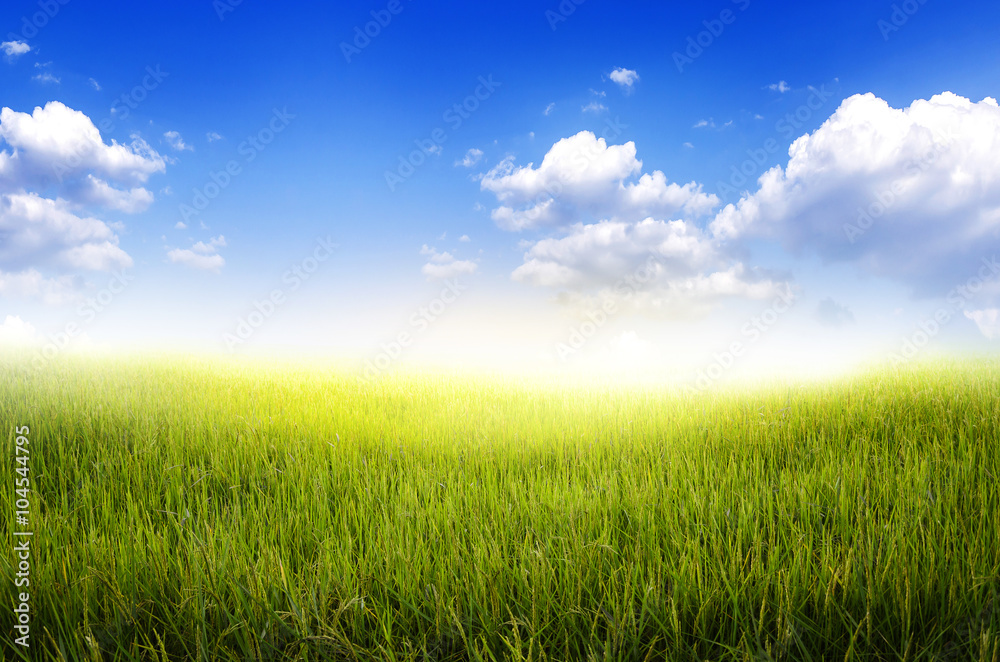 Rice field and blue sky abstract background