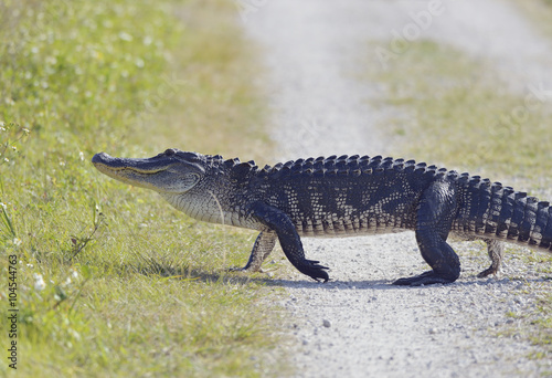 Florida Alligator Walking