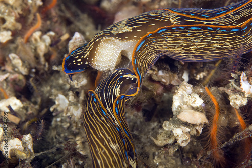 Sea slugs Navanax at underwater California island reef