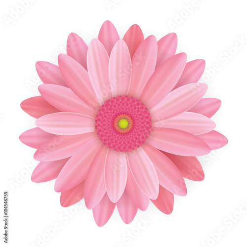Realistic beautiful pink flowers illustration