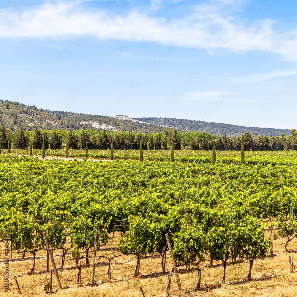 Provence vineyard