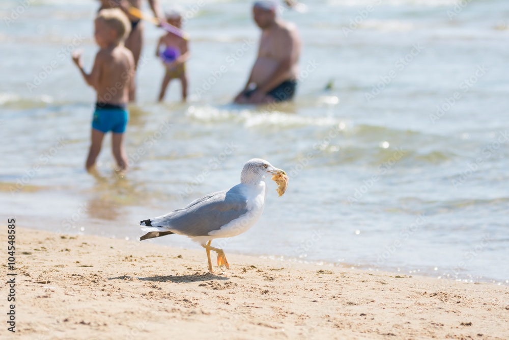 Obraz premium Seagull on the beach seaside dragged a piece of bun with holidaymakers