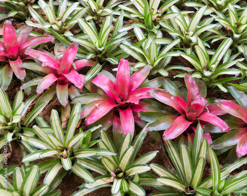 Fotografija Small red bromeliad