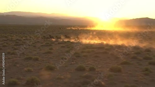 Very good aerial of wild horses running against sunset.