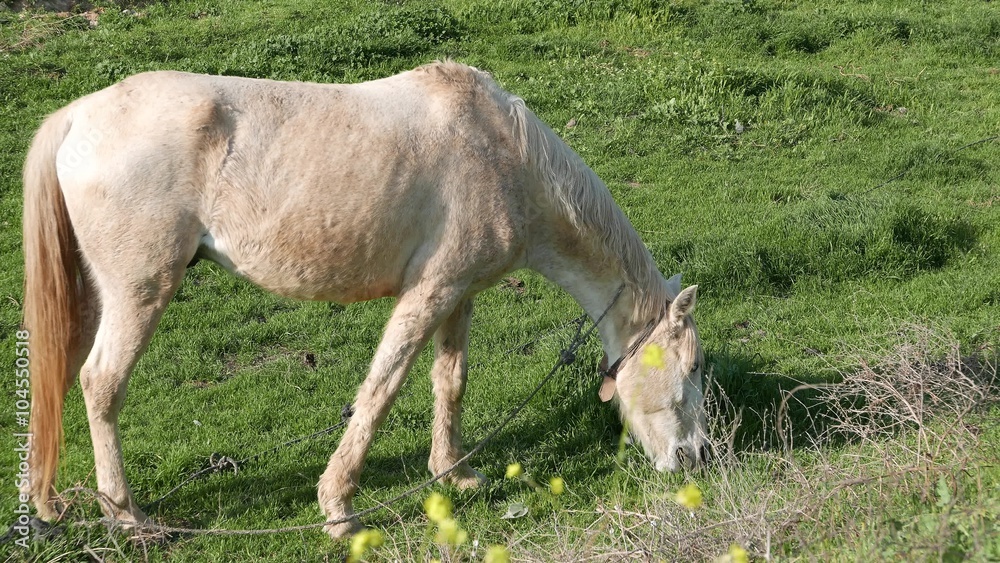 horses in the pasture eating grass horses in the pasture eating grass