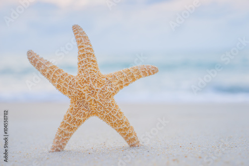 starfish on the beach