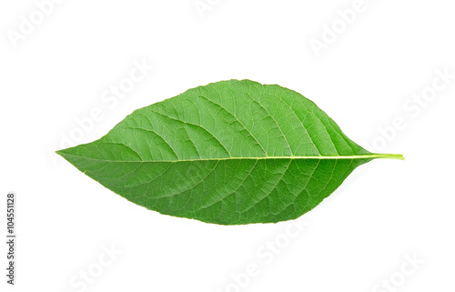 Adhatoda vasica or medicinal Basak leaf isolated on white