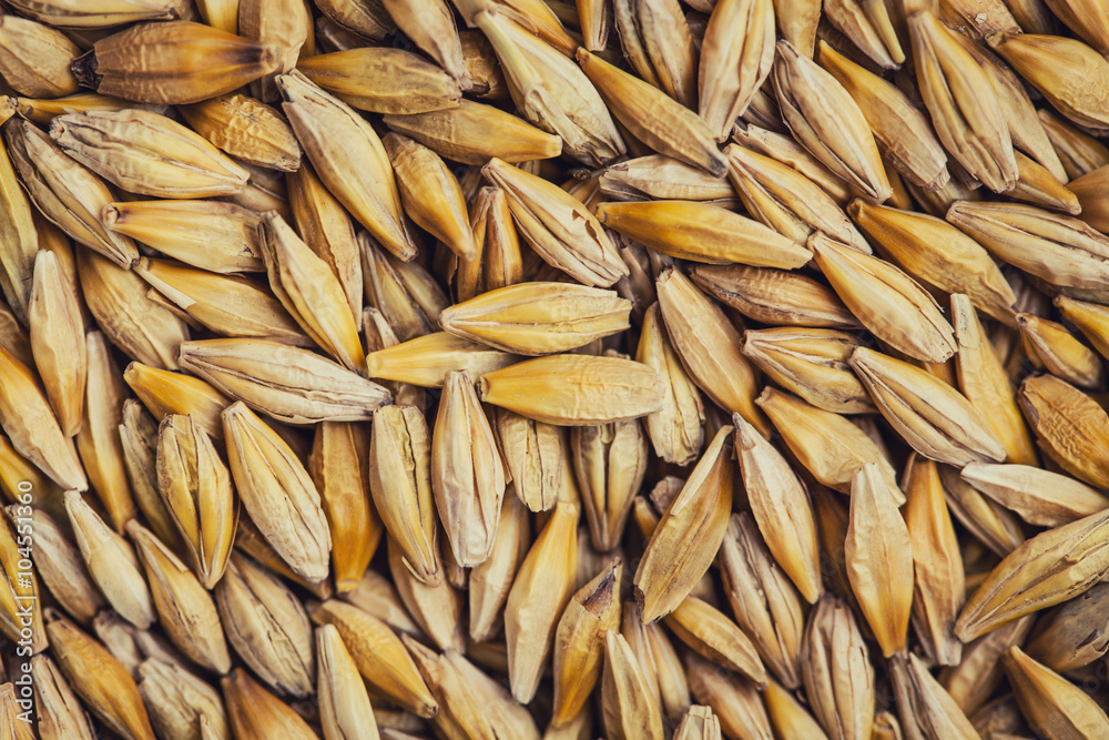 barley grain background from the top close up barley grain background from the top close up