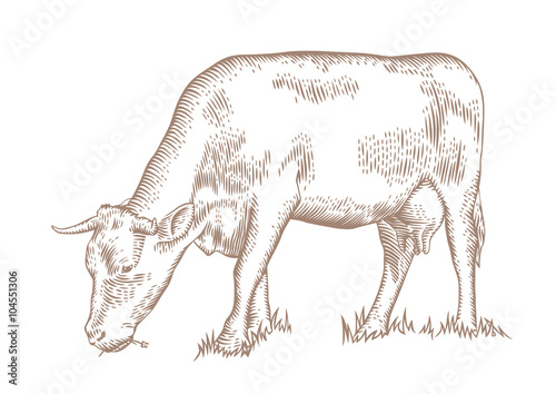 Cow on the grass