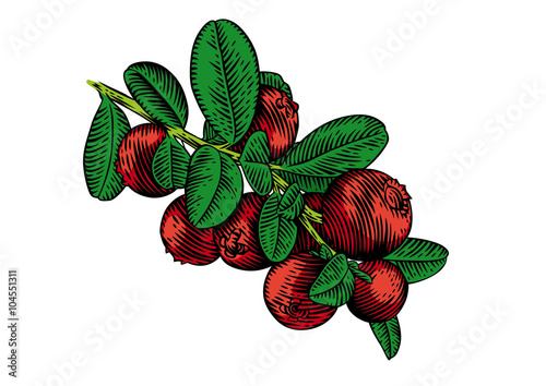 Branch of the red whortleberry