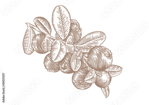 Branch of the red whortleberry