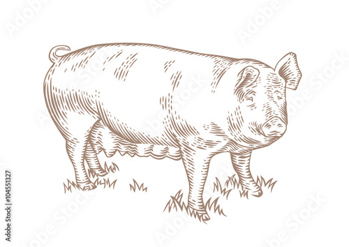 Pig on the grass