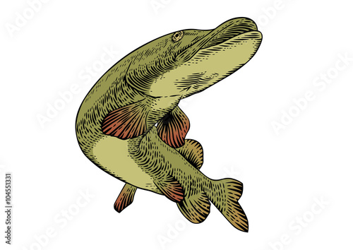Isolated swimming fish