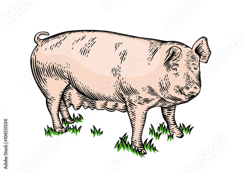 Pig on the grass