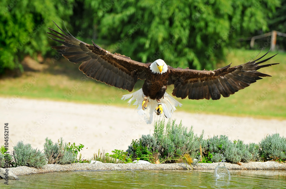 Naklejka premium Bald Eagle