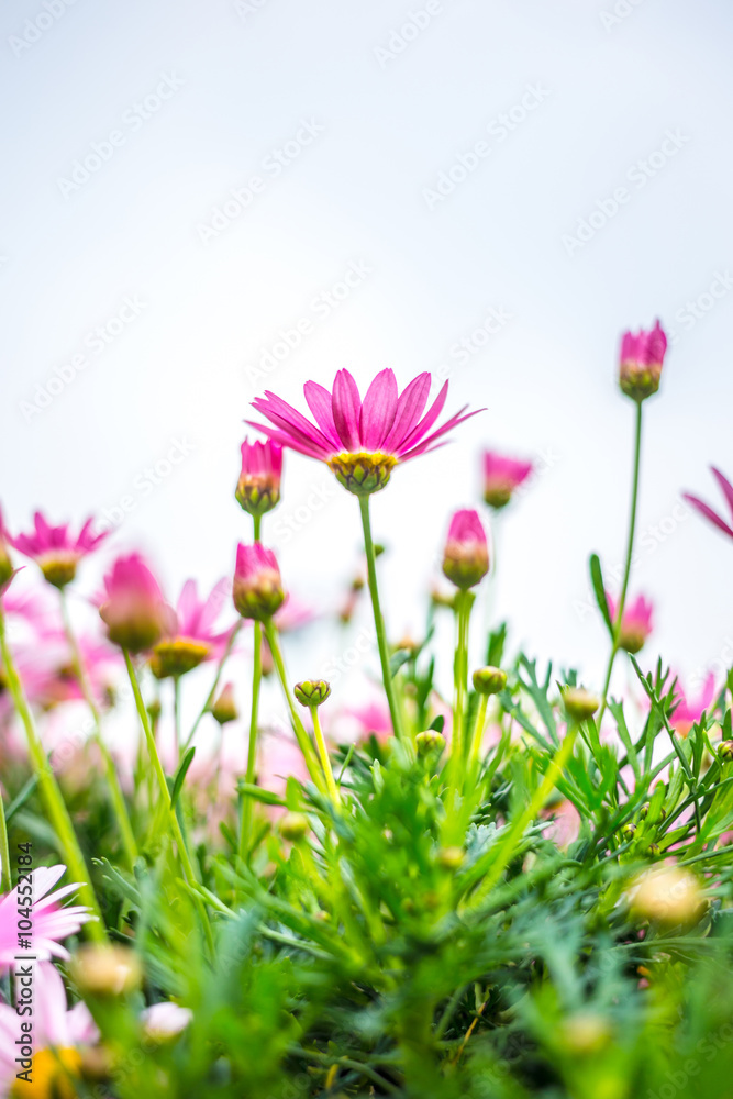 Obraz premium Daisy