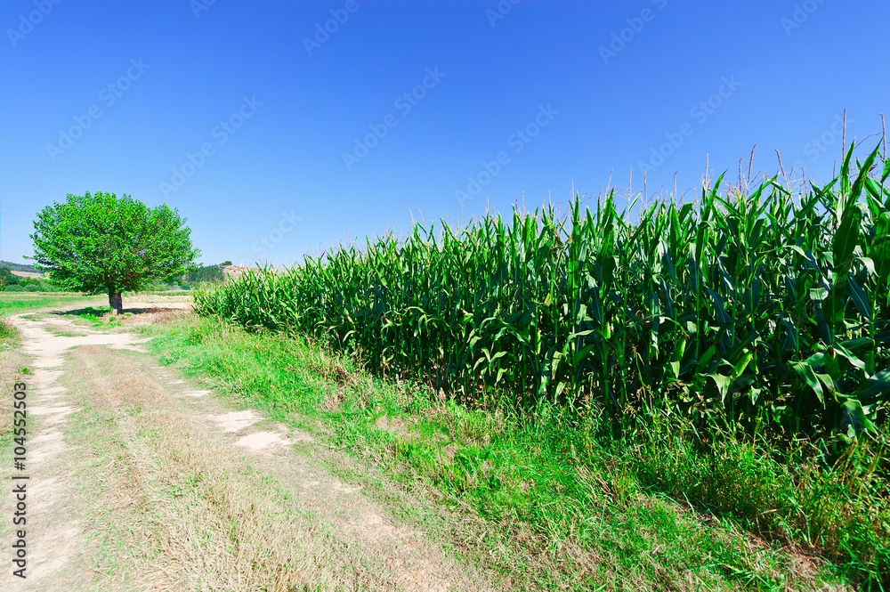 Corn Field Corn Field