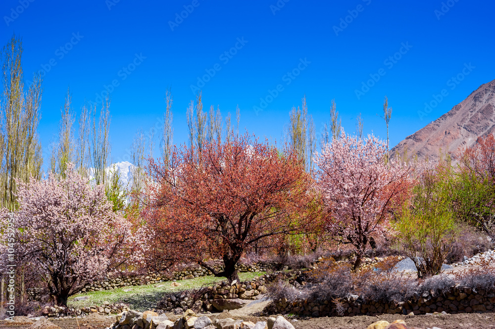 beautiful Landscape of Hunza Valley in Autumn season, Northern Area of Pakistan